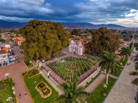 Fotografías del Arbol del Tule en el estado de Oaxaca