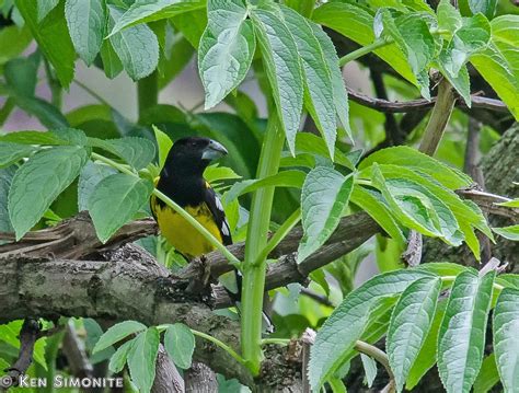 Rey del Bosque (uropygialis/terminalis) - eBird