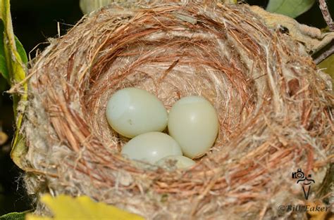 American Goldfinch Nest and Eggs | Project Noah