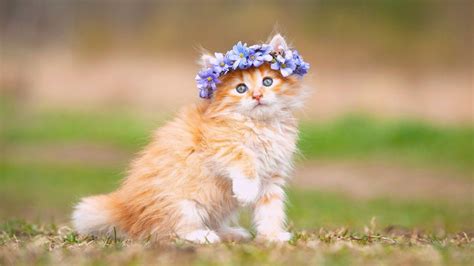 Cute Fluffy Cats Wallpapers - Wallpaper Cave