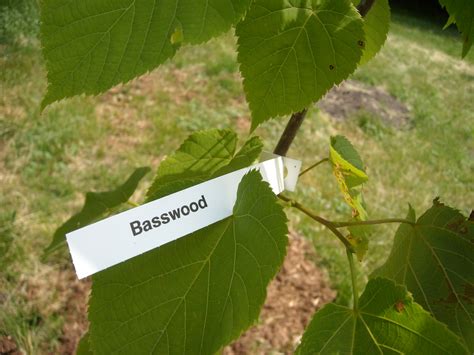 Trees: Basswood – ACER