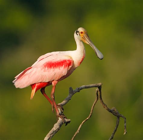 Roseate Spoonbill