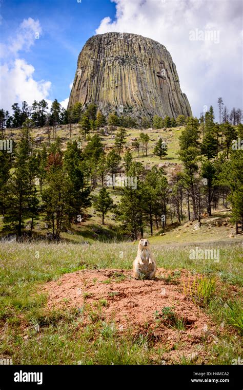 Devils Tower Prairie dog Wildlife Animal USA Stock Photo - Alamy