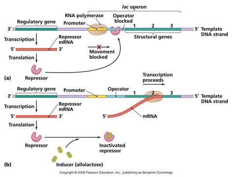 lactose operon(젖당오페론) : 네이버 블로그