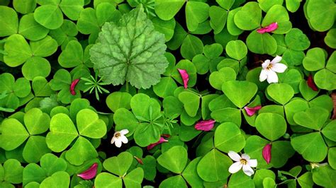 Four Leaf Clover Wallpapers (51+ pictures) - WallpaperSet