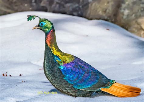 44 best Himalayan Monal images on Pholder | Nature Is Fucking Lit ...