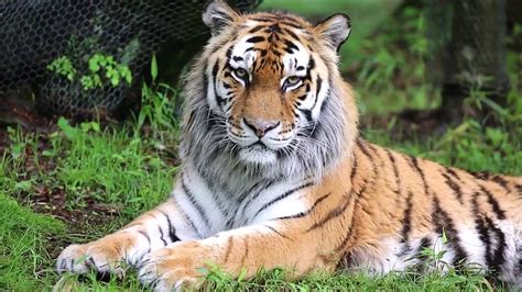 Extremely Rare Giant Siberian Tiger | MOST Amazing The Largest Cat in ...