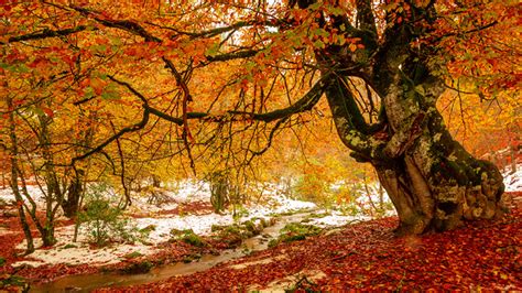 Cinco bosques increíbles para visitar este otoño