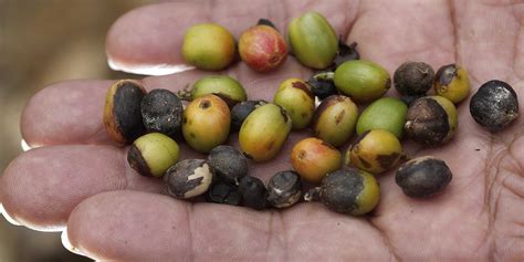 Fungus Devastating Coffee Crops Across Central America - Business Insider