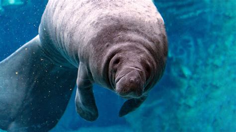 Are Manatee Endangered?