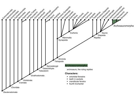 Archosauromorpha - Alchetron, The Free Social Encyclopedia