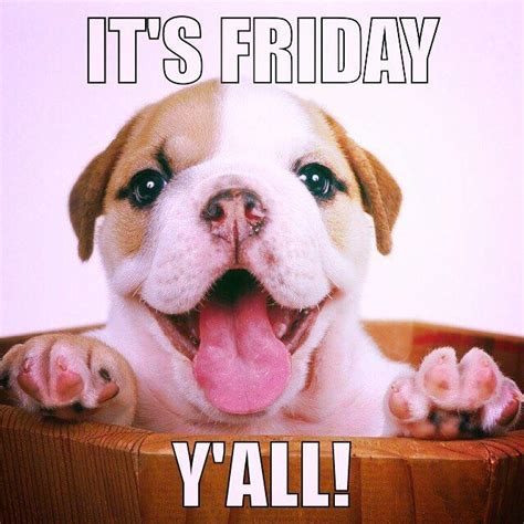 Happy friday dogs - gdosi