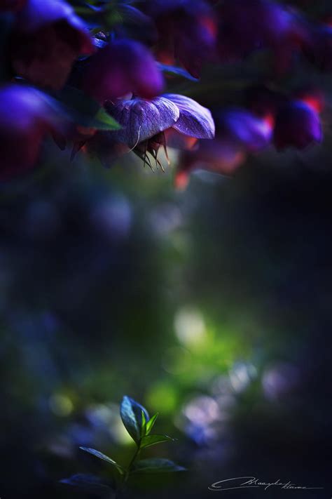 Midnight Flowers II by MaaykeKlaver on DeviantArt