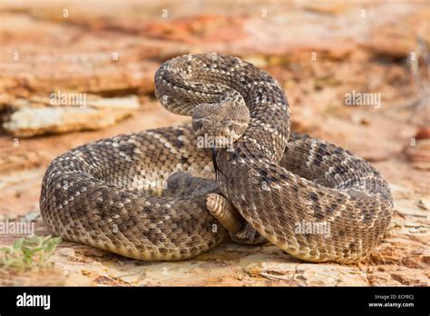 Western diamondback rattlesnake in aggressive strike pose Stock Photo: 76565010 - Alamy