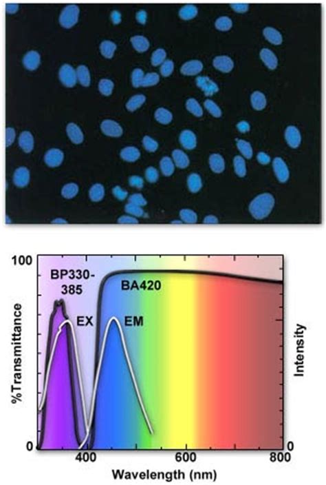 Molecular Expressions Microscopy Primer: Specialized Microscopy Techniques - Fluorescence Cubes ...