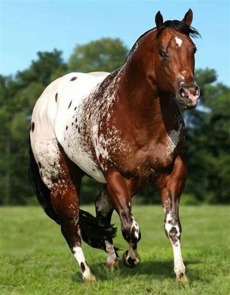 Appaloosa | Horses, Appaloosa horses, Pretty horses