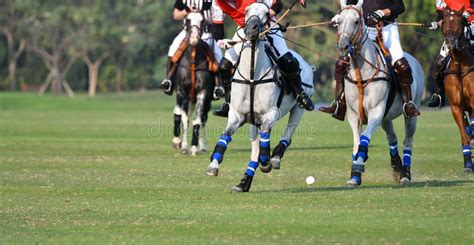 217 Horse Polo Equipment Stock Photos - Free & Royalty-Free Stock ...