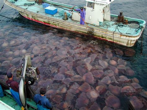 Solutions to Overharvesting - Overharvest of Fish Population/Aquaculture Industry