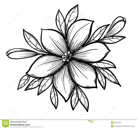 beautiful-graphic-drawing-lily-branch-leaves-buds-flowers-many-similarities-to-author-s-profile ...