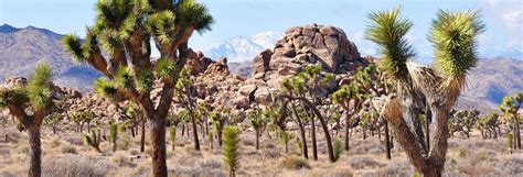 The California Deserts - A Tale of Early California & the Old West