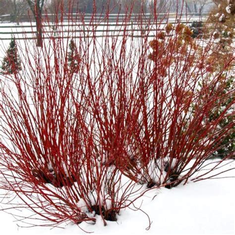 How to Grow Red Twig Dogwood Shrubs | Garden Design