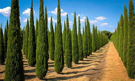 Understanding the Cypress Trees | The Tree Center™