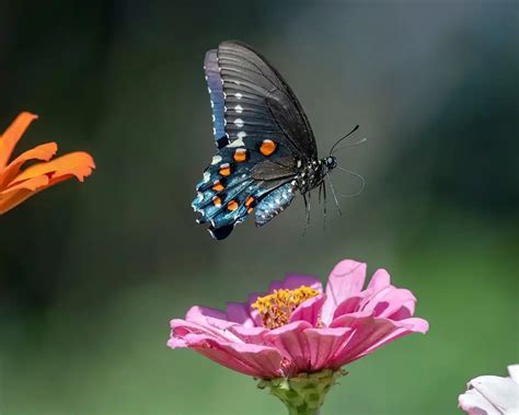 Pipevine Swallowtail Butterfly: Identification, Life Cycle, Facts ...