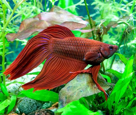 Top 5 Freshwater Fish Types That Can Live In a Bowl/Small Aquarium | Betta fish types, Betta ...