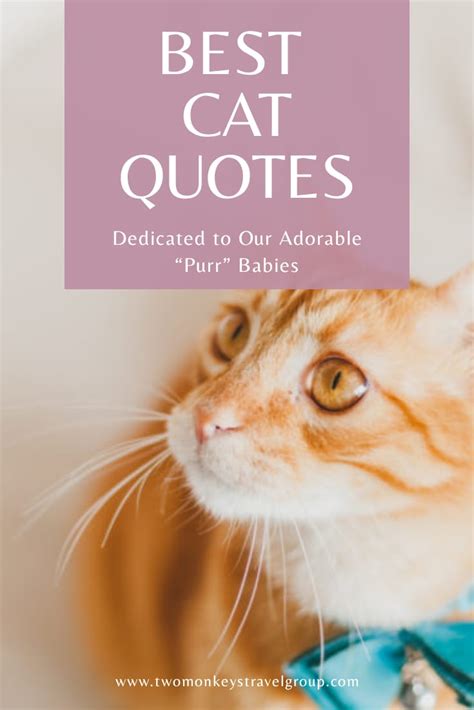 44 Best Cat Quotes Dedicated to Our Adorable "Purr" Babies