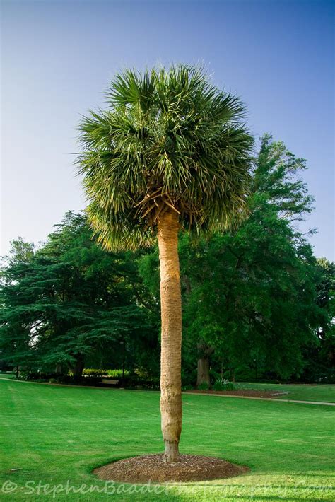 Pin on Palmetto Tree