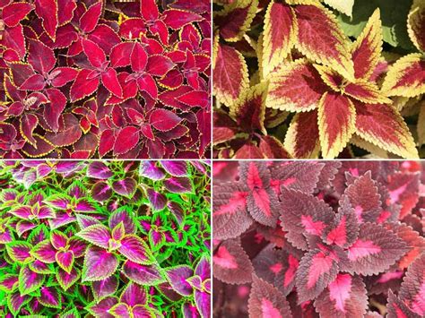 Coleus Plant Care - [HOW TO] Care and Use Colorful Coleus Plants