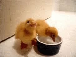 Ducklings Baby Ducks GIF - Ducklings BabyDucks - Discover & Share GIFs