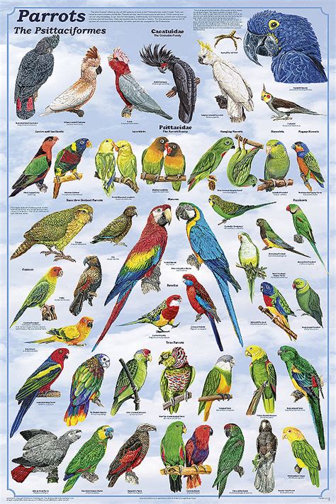 Birds of Paradise Sanctuary & Rescue: Parrot Species Index