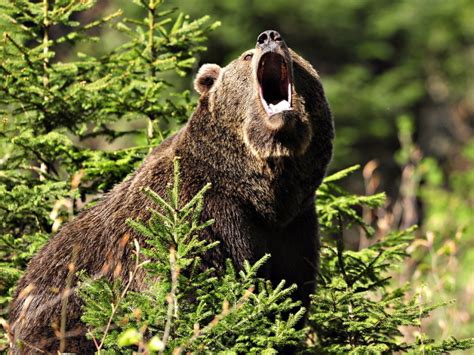 Growling Brown bear wallpapers and images - wallpapers, pictures, photos