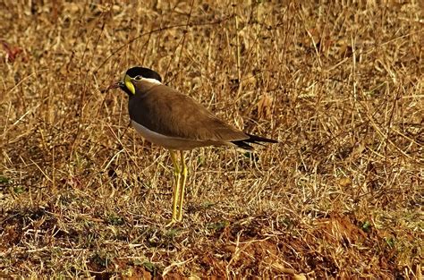 Bird Yellow-Wattled Lapwing - Free photo on Pixabay - Pixabay