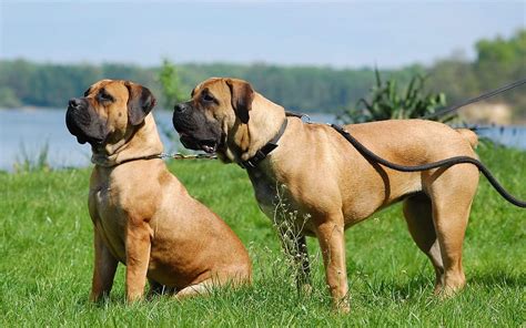 BEST BREEDERS IN THE WORLD | SOUTH AFRICAN BOERBOEL - Elite Boerboels #1 Boerboel Breeder in Europe