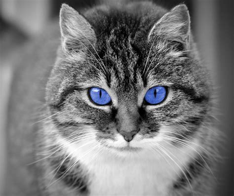 Kat met blauwe ogen Gratis Stock Foto - Public Domain Pictures