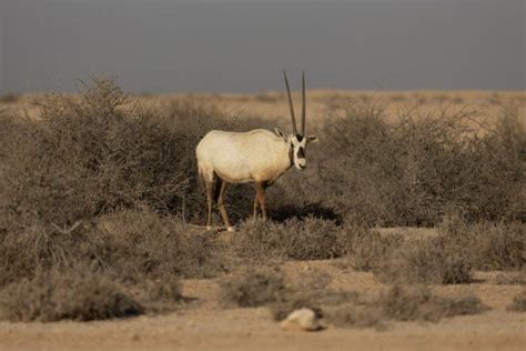 19 Wild Animals in Israel [Wildlife in Israel] - Kevmrc