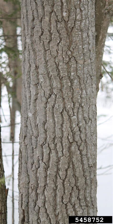 Bigtooth Aspen Tree Bark - art-floppy