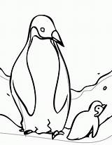 Adelie Penguin Coloring Page  Home sketch template