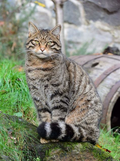 60 best Scottish Wildcat images on Pinterest | Plaid, Scotch and Scotch ...