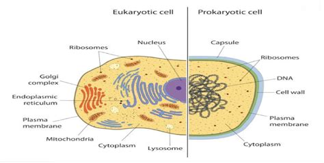 Differentiate between prokaryotic cell and Eukaryotic cell - Brainly.in