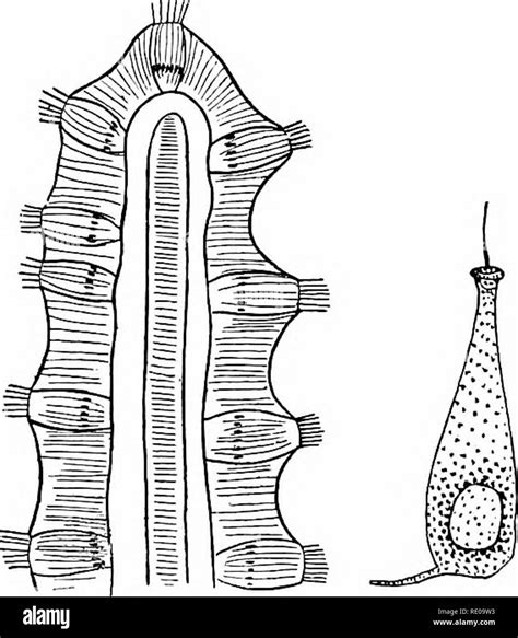 Hemichordata Anatomy