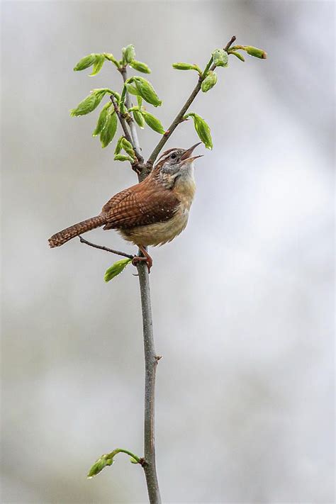 Singing Carolina Wren by Dale Kincaid | Close up photography, Carolina, Photography description