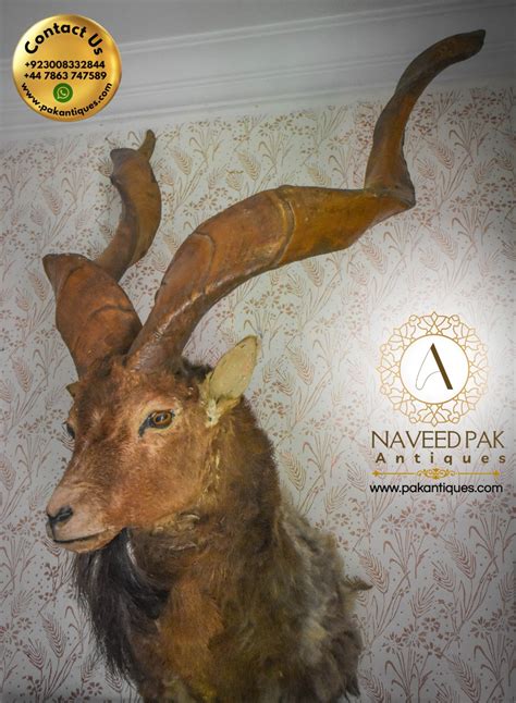 Very large Markhor head with large fibre horns 3.5 feet heavy | Pakistan Antiques