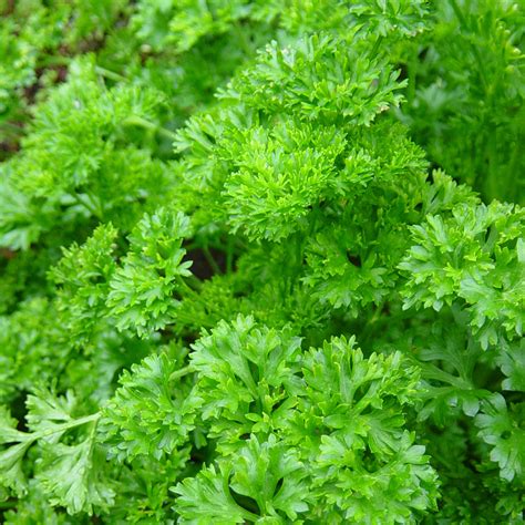 Petroselinum crispum, Curled Parsley | Buy Herb Seeds