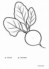 Beet coloring Page ♥ Print For Free sketch template