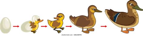 Wood Duck Life Cycle Diagram