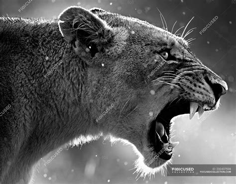 Roaring Lioness