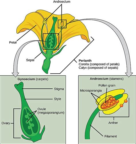 CarpelとPistilの違いとは？分かりやすく解説! | トーマスイッチ